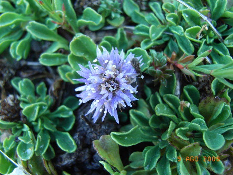 Globularia meridionalis / Vedovelle appenniniche